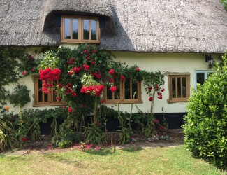 Oiled Oak Windows